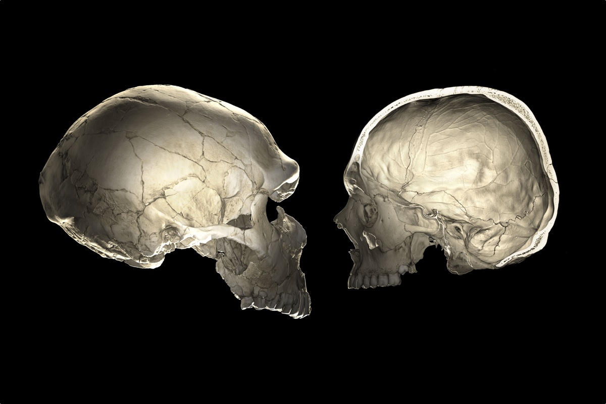 Balról a Homo sapiens neanderthalensis, jobbról a Homo sapiens sapiens koponyája