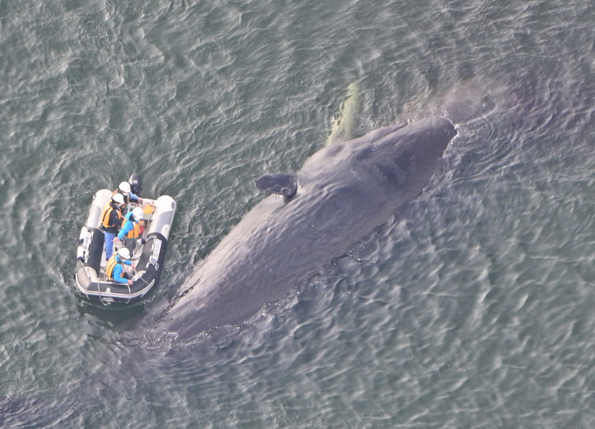 Meghalt az Oszakában talált bálna