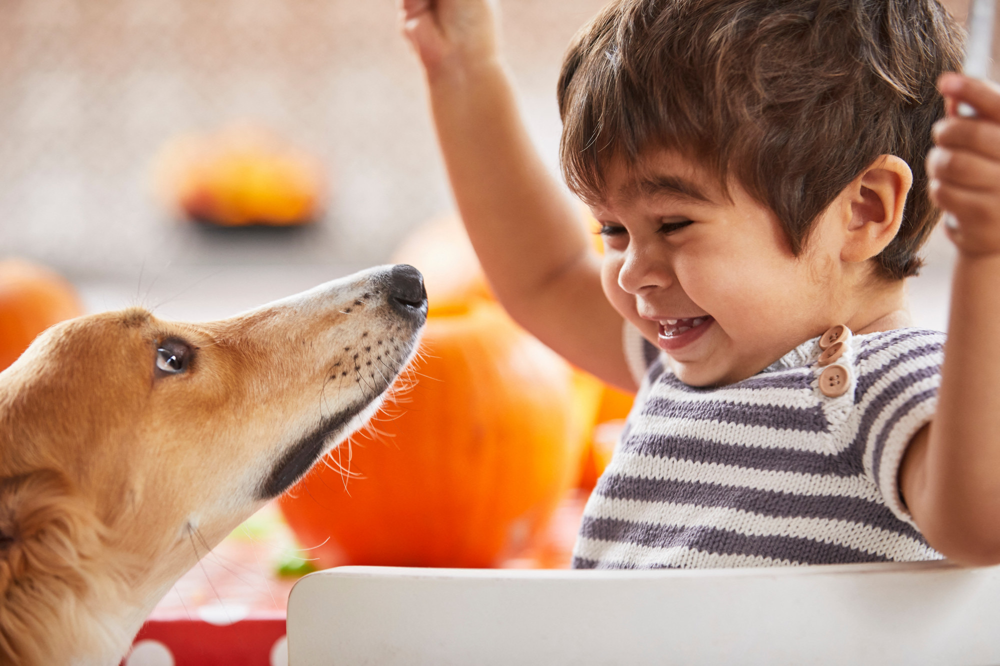 A gyerekek és a kutyák kapcsolata lehet a magyarázat az állatok háziasítására