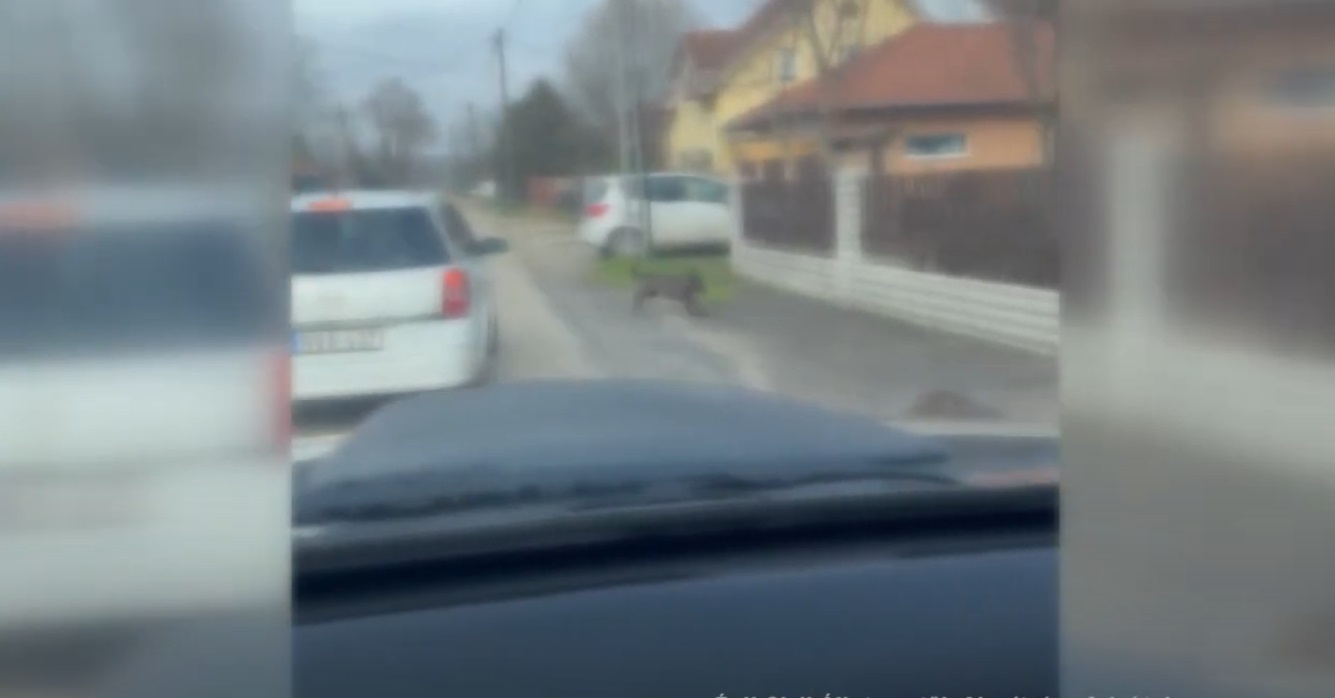 Kutya tartotta rettegésben a Bagoly utca lakóit