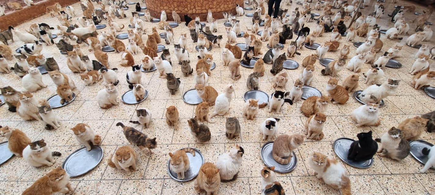 Nézd, milyen jól érzik magukat az aleppói macskamenhely lakói!