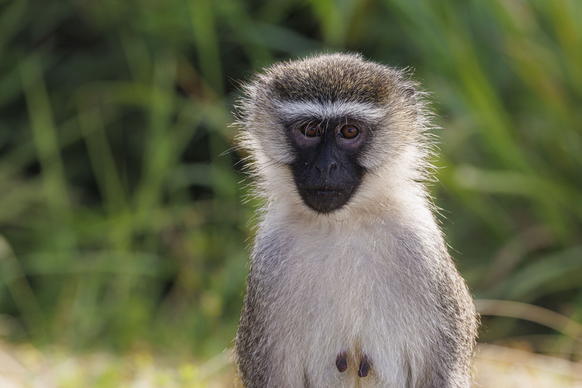 A vervet majmok teljes populációját irtanák ki a Karib-tengeren lévő Szent Márton-szigeten