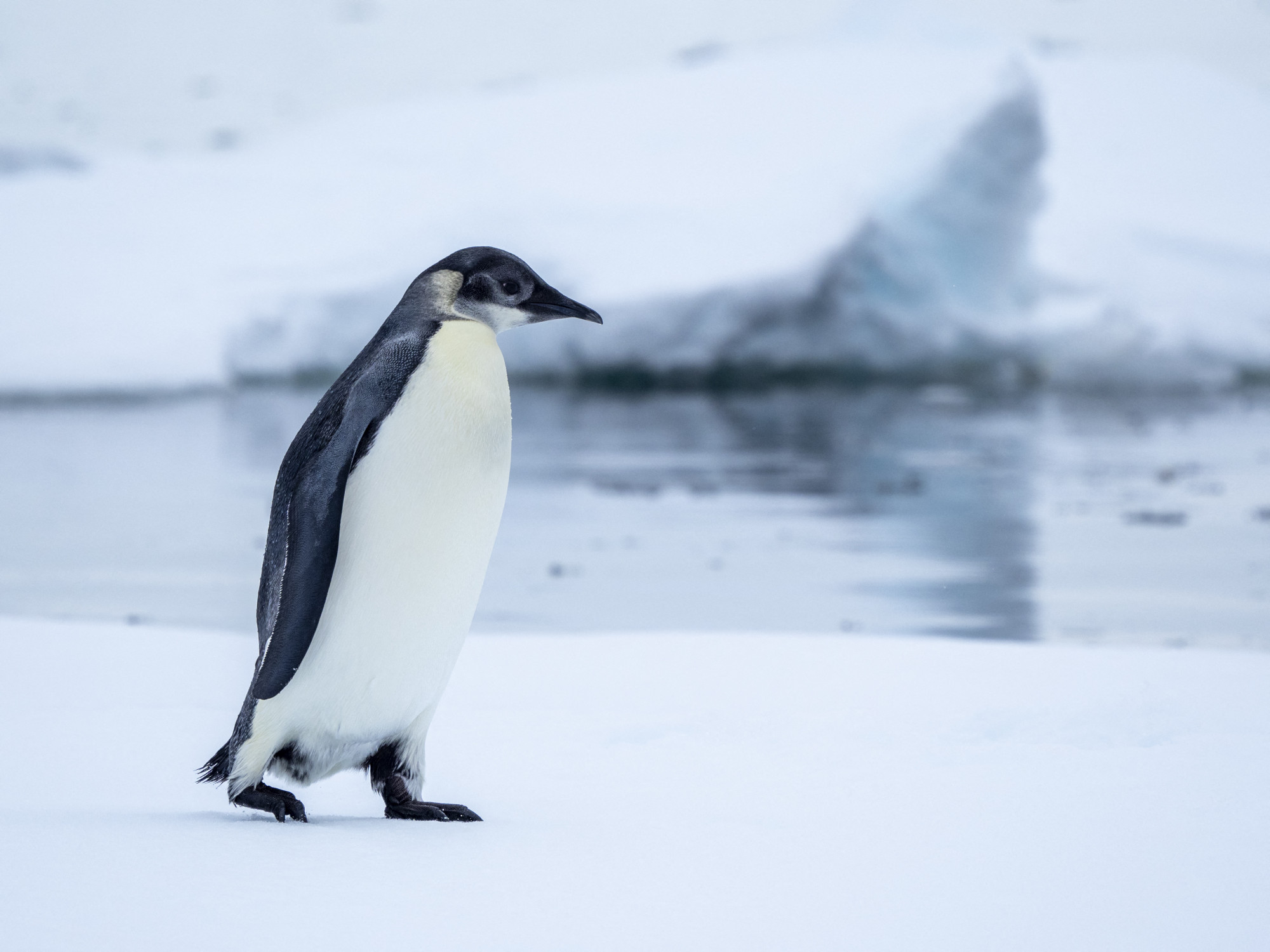 Új császárpingvin-kolóniára bukkantak a pingvintudatosság világnapján