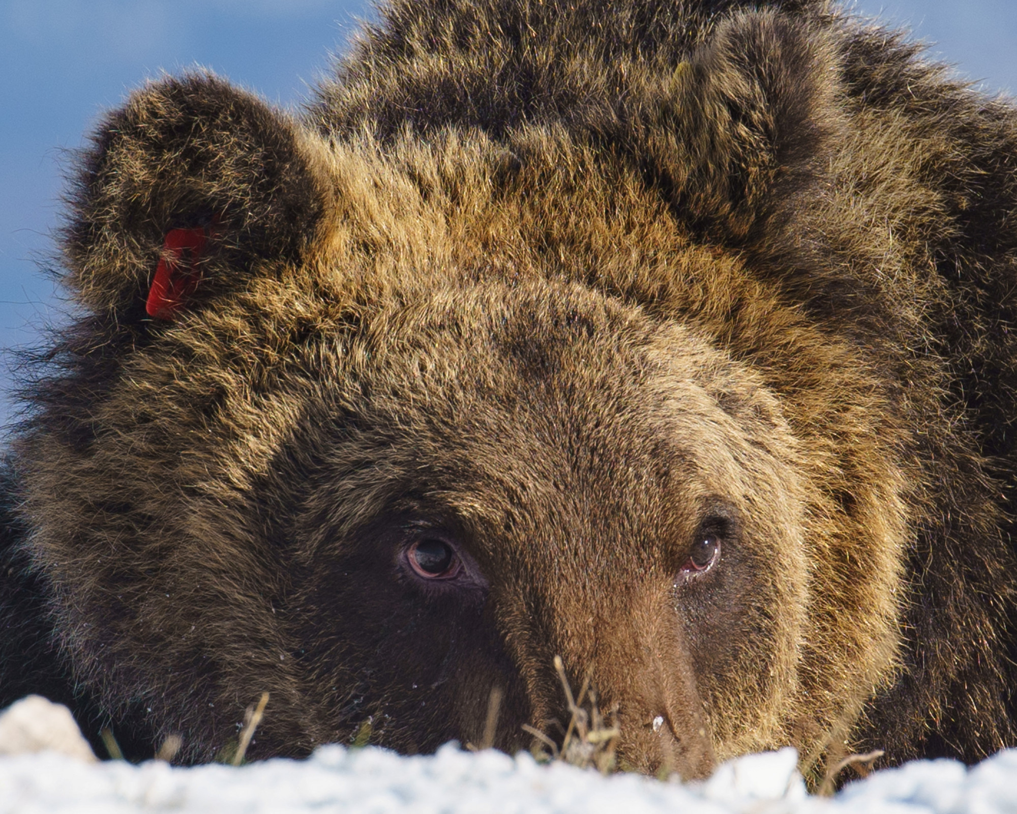 Elkapták a medvét, ami megölt egy futót Olaszországban
