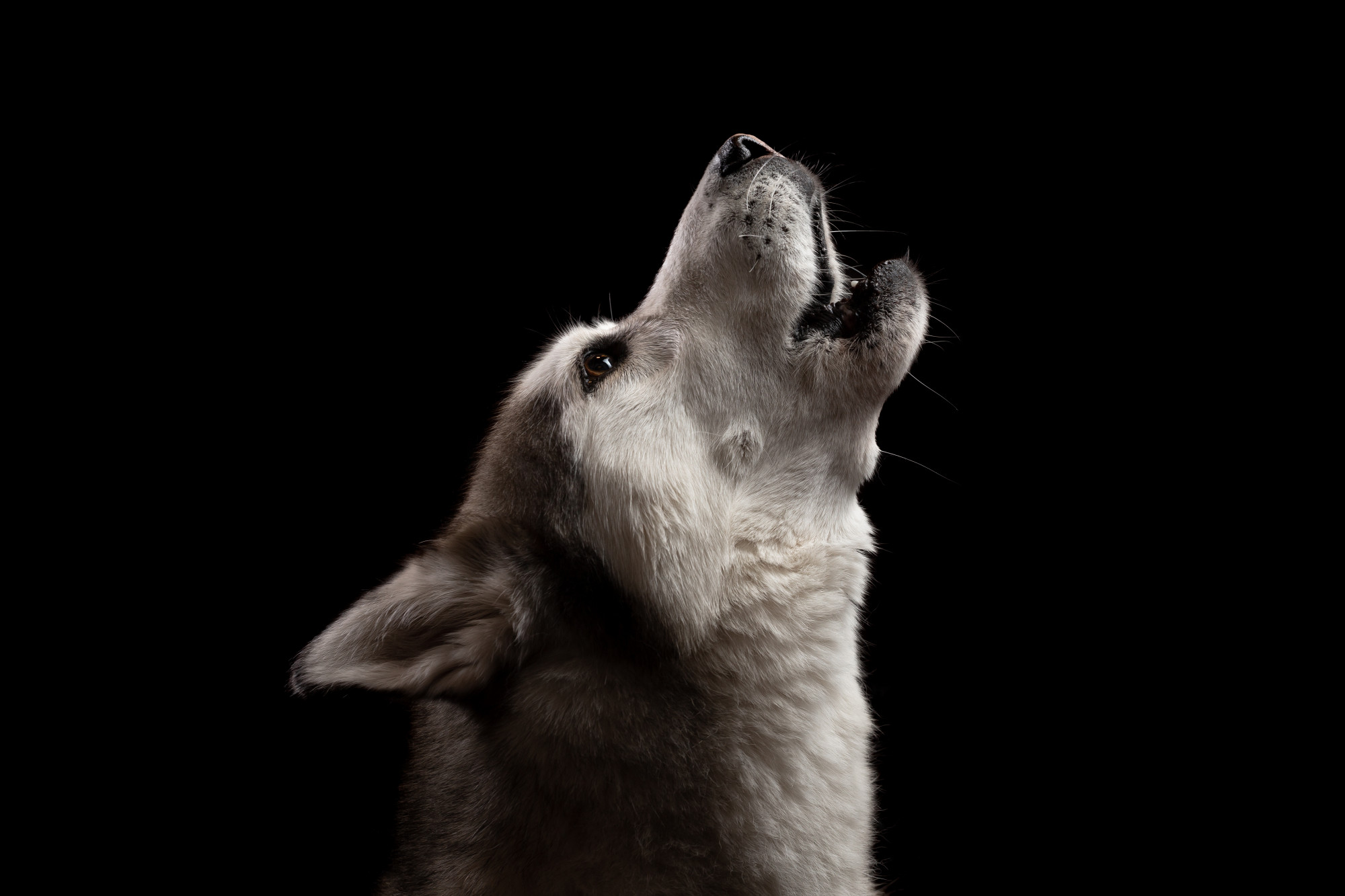 Az archaikus kutyafajták még értik a farkasok vonyítását