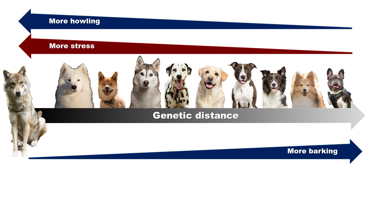 A vonyítás (howling) és az ugatás (barking) alkalmazásának gyakorisága, valamint a stresszreakciók mértéke a farkassal közeli, illetve távoli rokonságban álló kutyafajtáknál