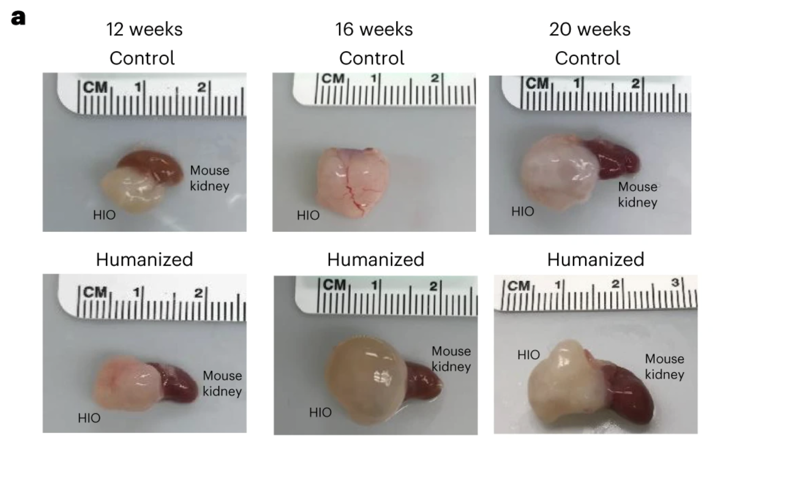Először növesztettek immunválaszt produkáló, emberi bélszöveteket egerekben amerikai tudósok