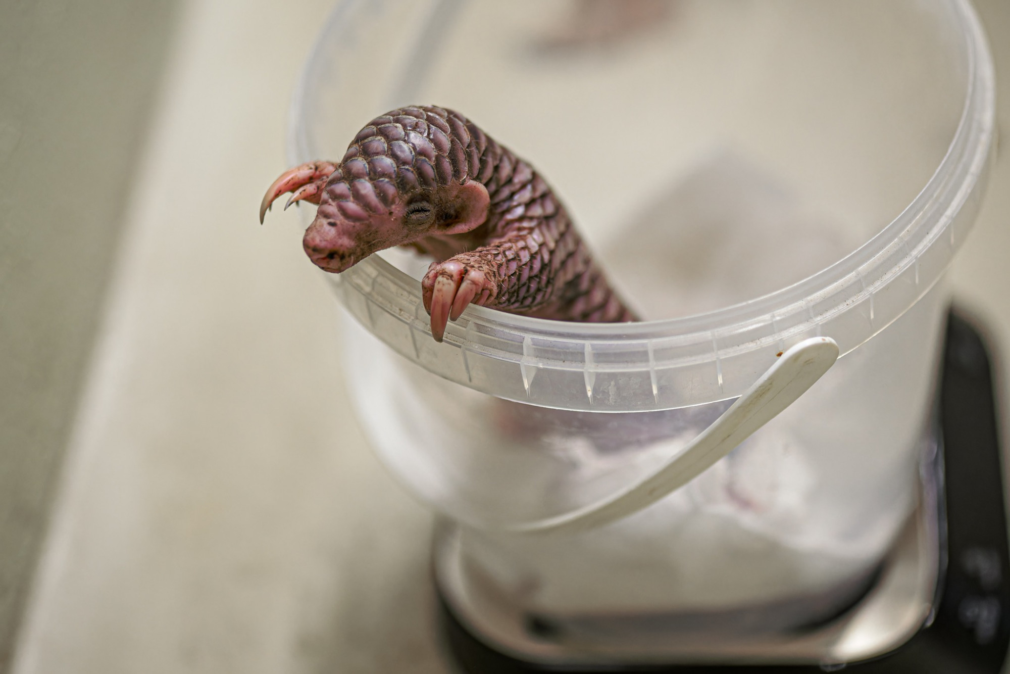Nagy ütemben hízik a prágai állatkert újszülött tobzoskája