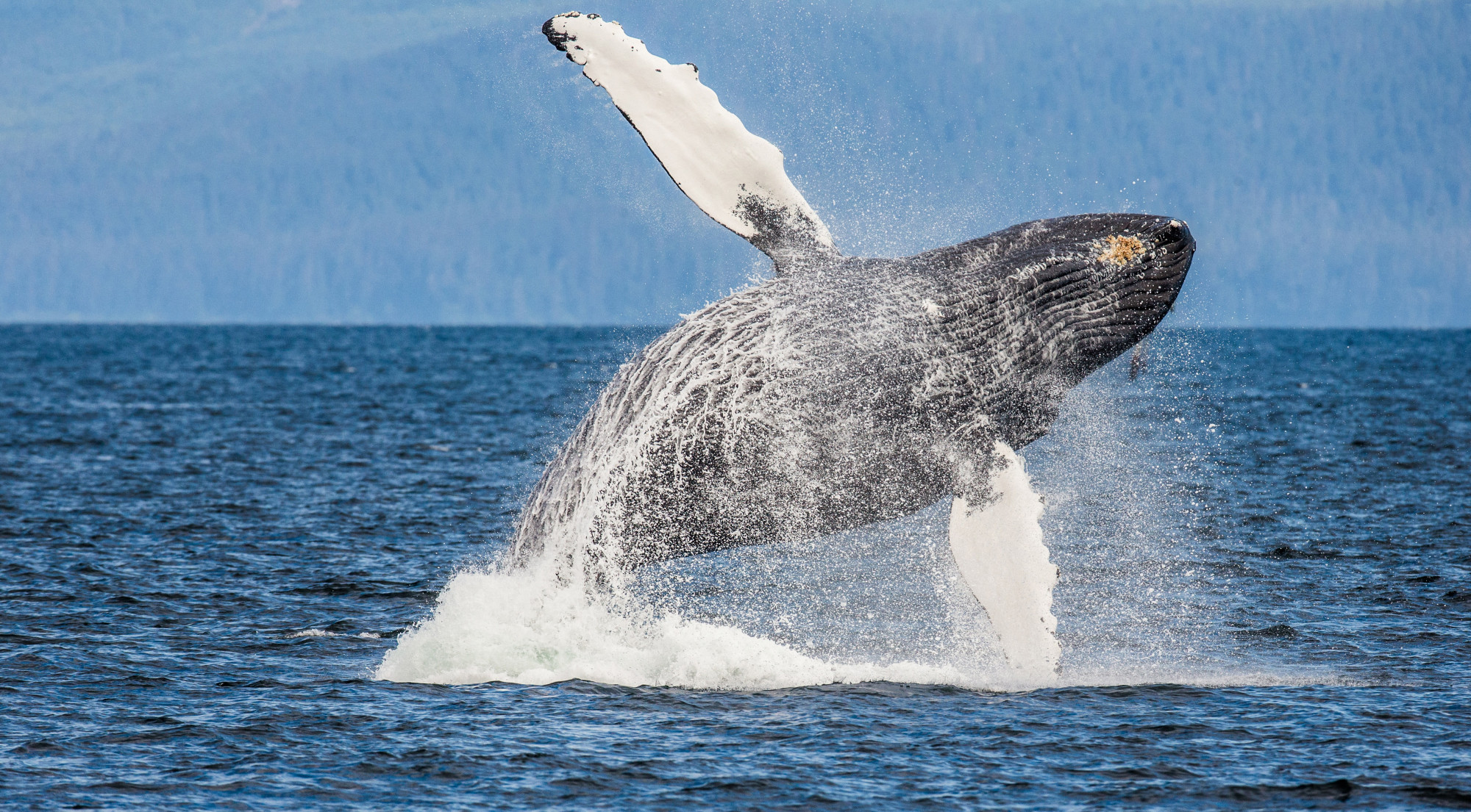 Kevesebbet énekelnek a bálnák, amióta egyszerűbben találnak társat