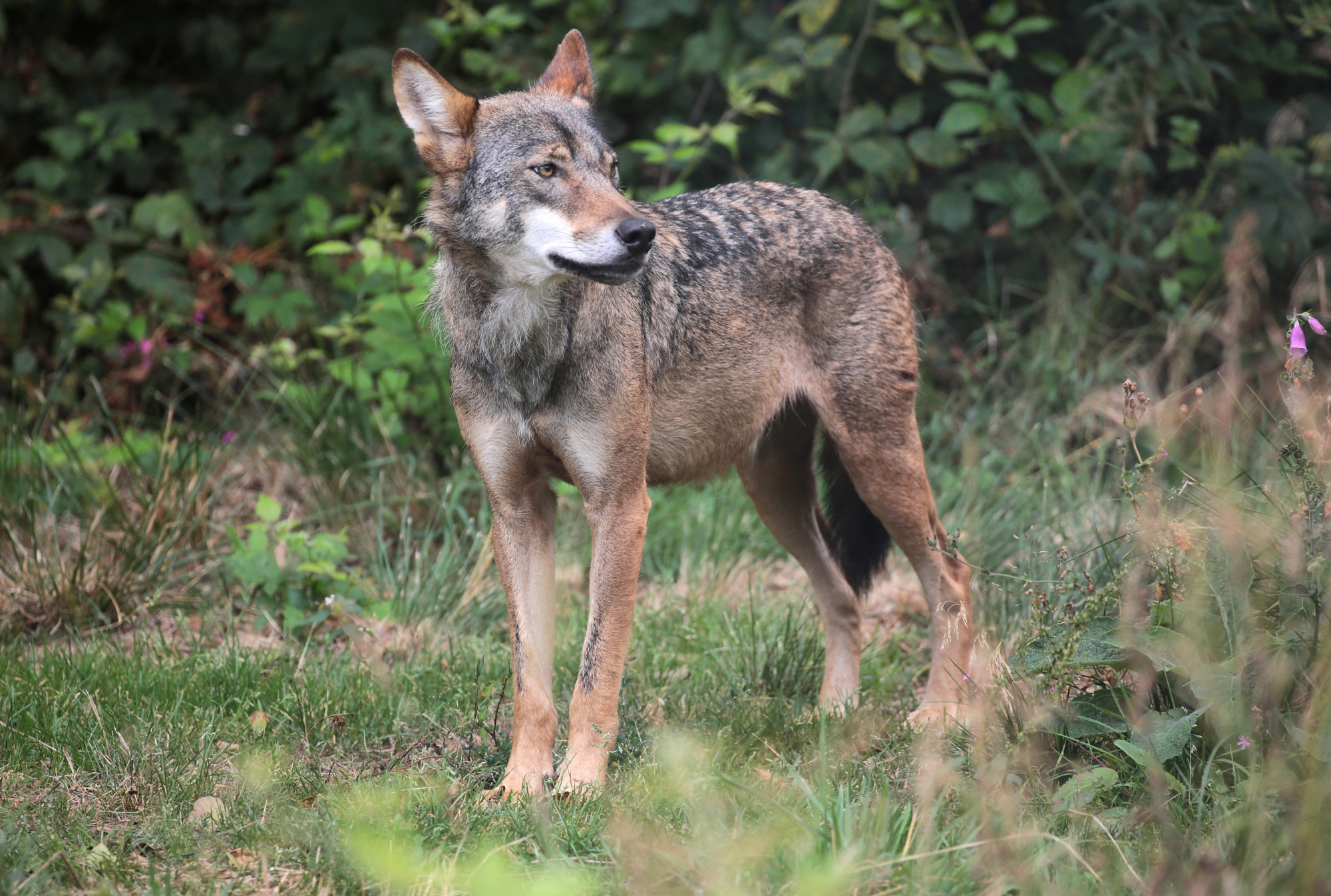 Már két hete a budai agglomerációban kóborol egy farkas