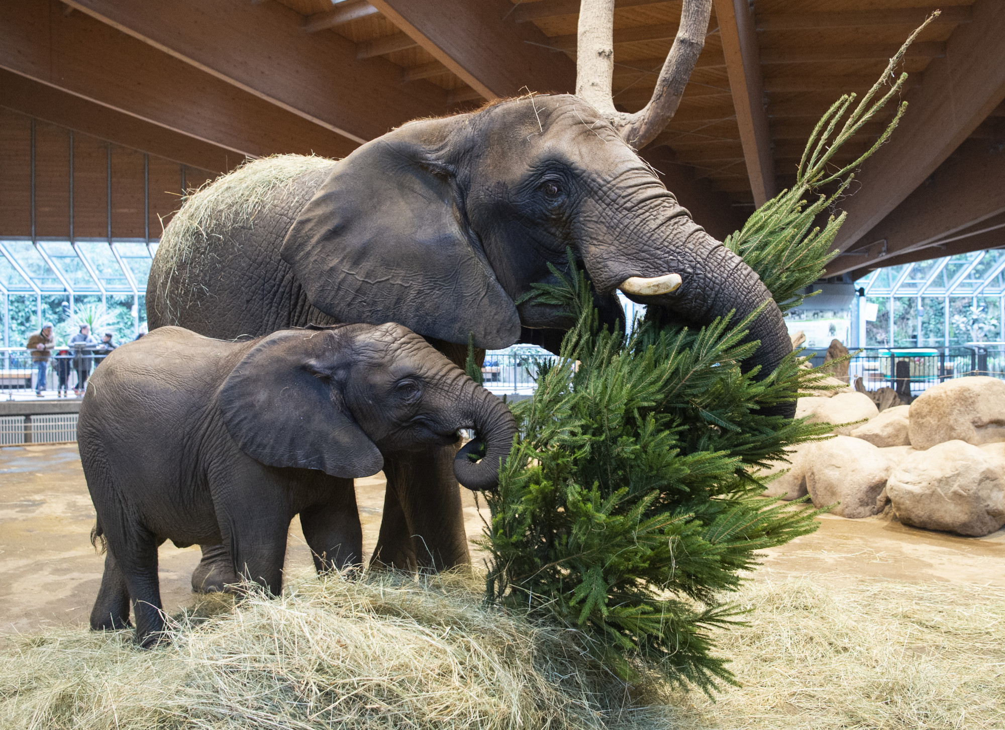 Az elefántok tényleg nem felejtenek, 12 év után is emlékeznek a családtag trágyájának szagára