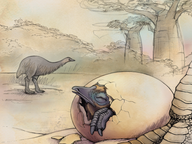 Egy tojásából előbújó elefántmadár-fióka művészi illusztrációja
