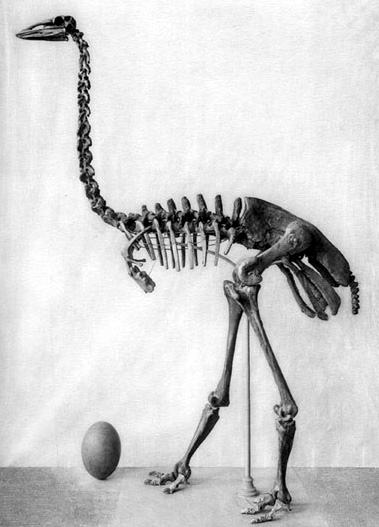 Az Aepyornis maximus csontváza és tojása