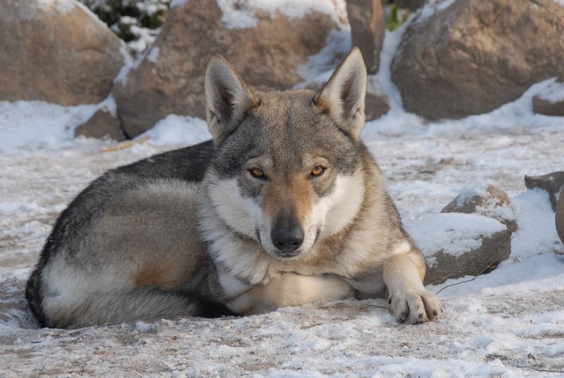 Martonvásáron vélték látni a Svájcból elkódorgott farkast, de kiderült, hogy egy barátságos csehszlovák farkaskutya volt