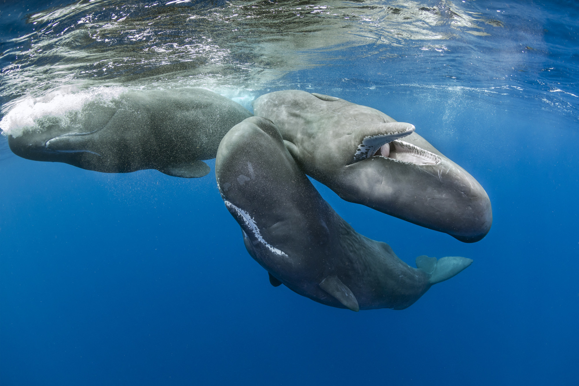 188 millió forint értékű ámbrát találtak egy elpusztult bálna emésztőrendszerében