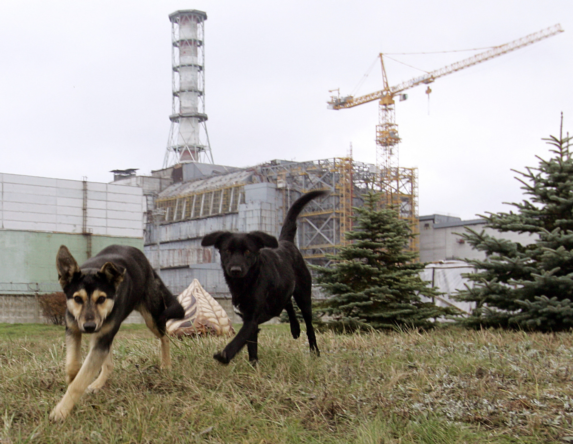 Kóbor kutyák 2006 novemberében a csernobili erőmű területén