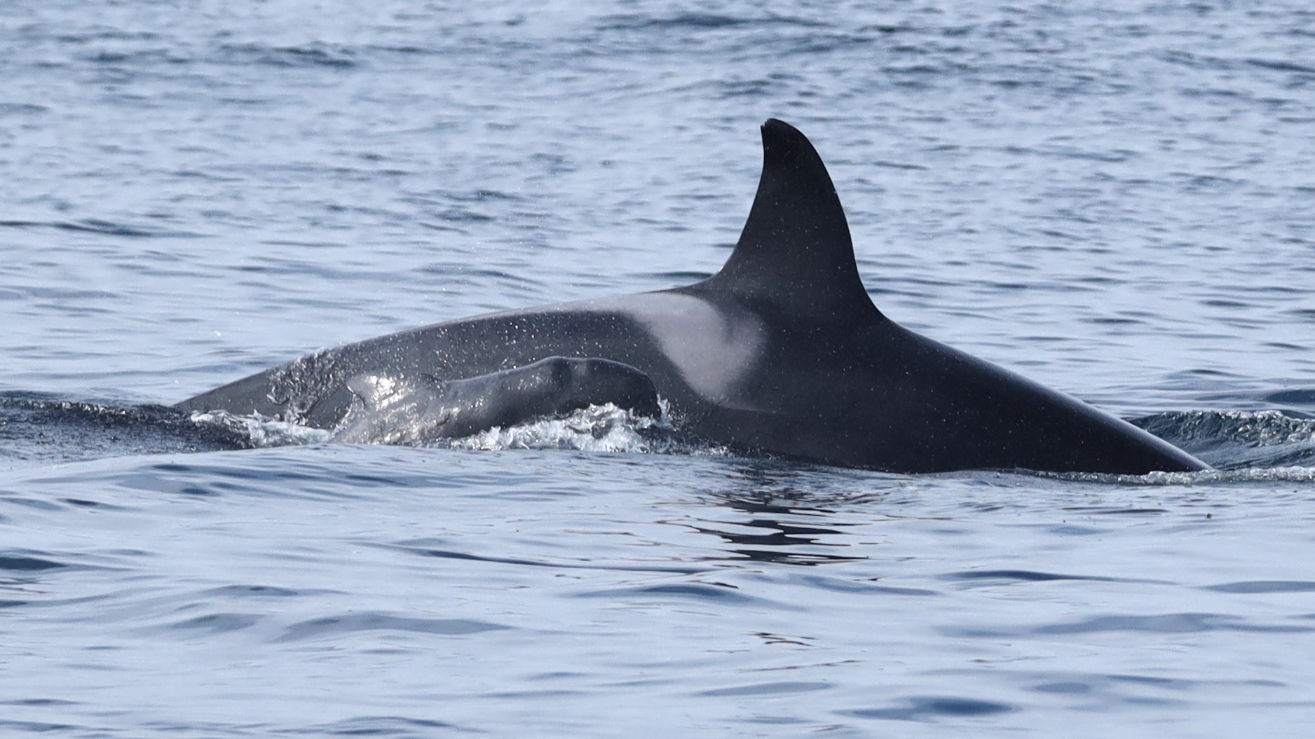 Szenzációs felvételek egy rivális delfinfaj elárvult borját terelgető nőstény orkáról