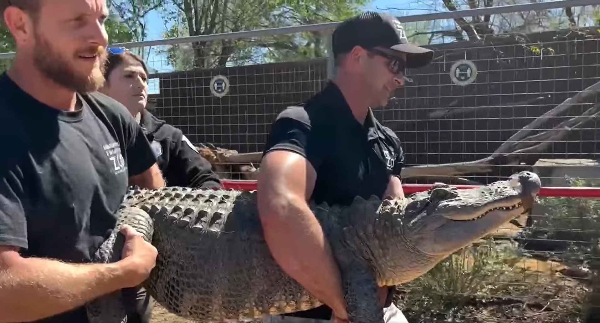 20 éve lopták el, most tért vissza állatkertjébe egy aligátor