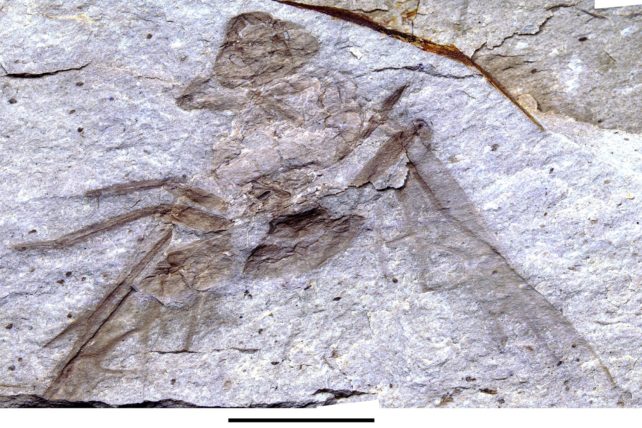 Ősi óriáshangyát találtak Kanadában