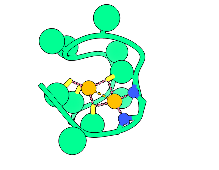 A Nickelback peptid ábrázolása: a gerinc nitrogénatomjai (kék) két kritikus nikkelatomot (narancssárga) kötnek össze