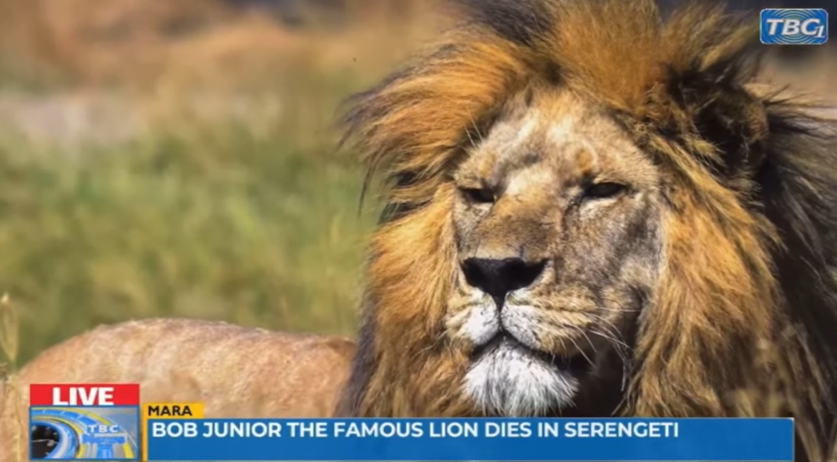 Riválisai megölték a serengeti oroszlánok királyát