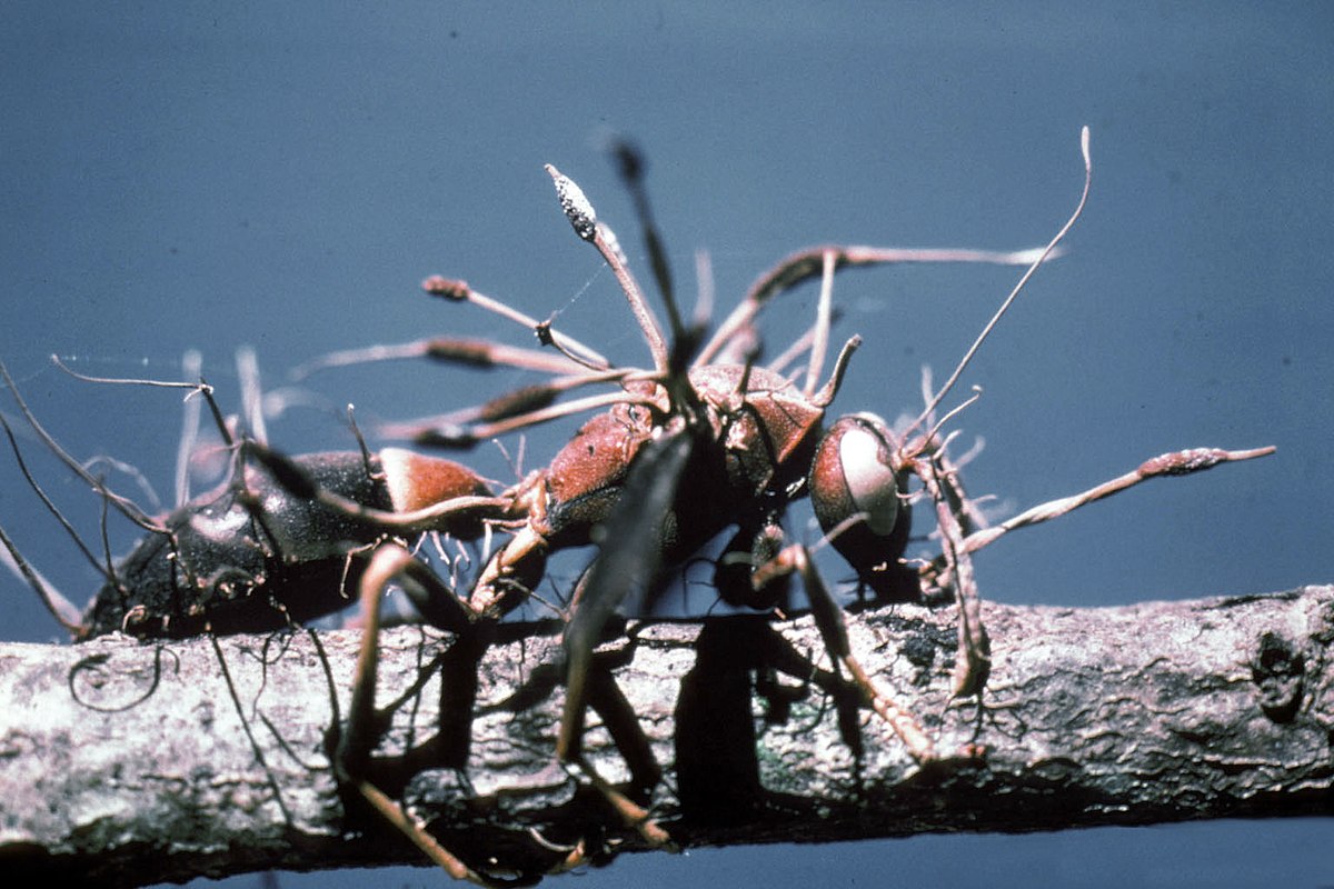 Parazita gombák és „zombi” hangyák: amibe még a harcedzett biológus is beleborzong