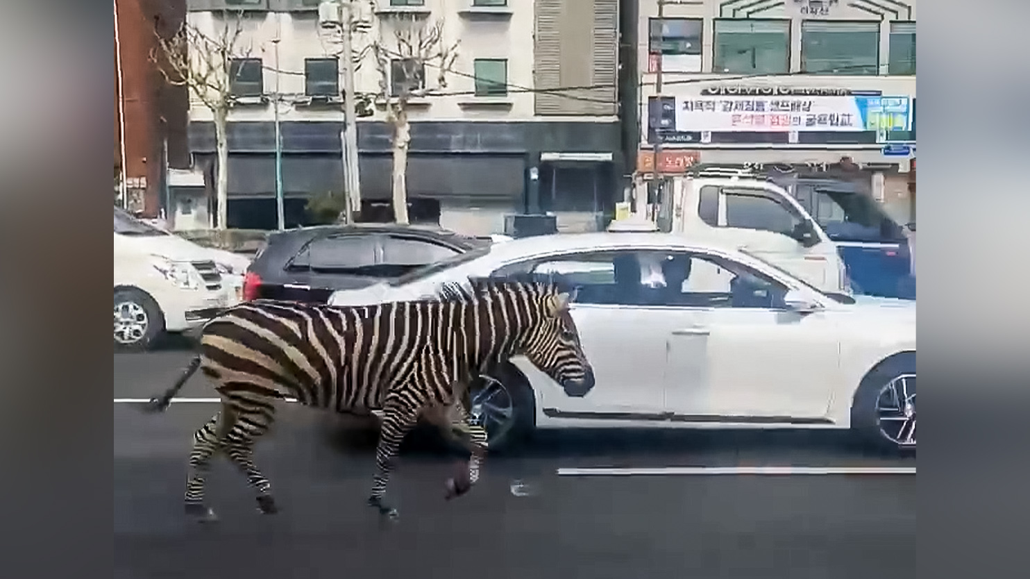 Egy szökött zebra galoppozott a szöuli zebrákon