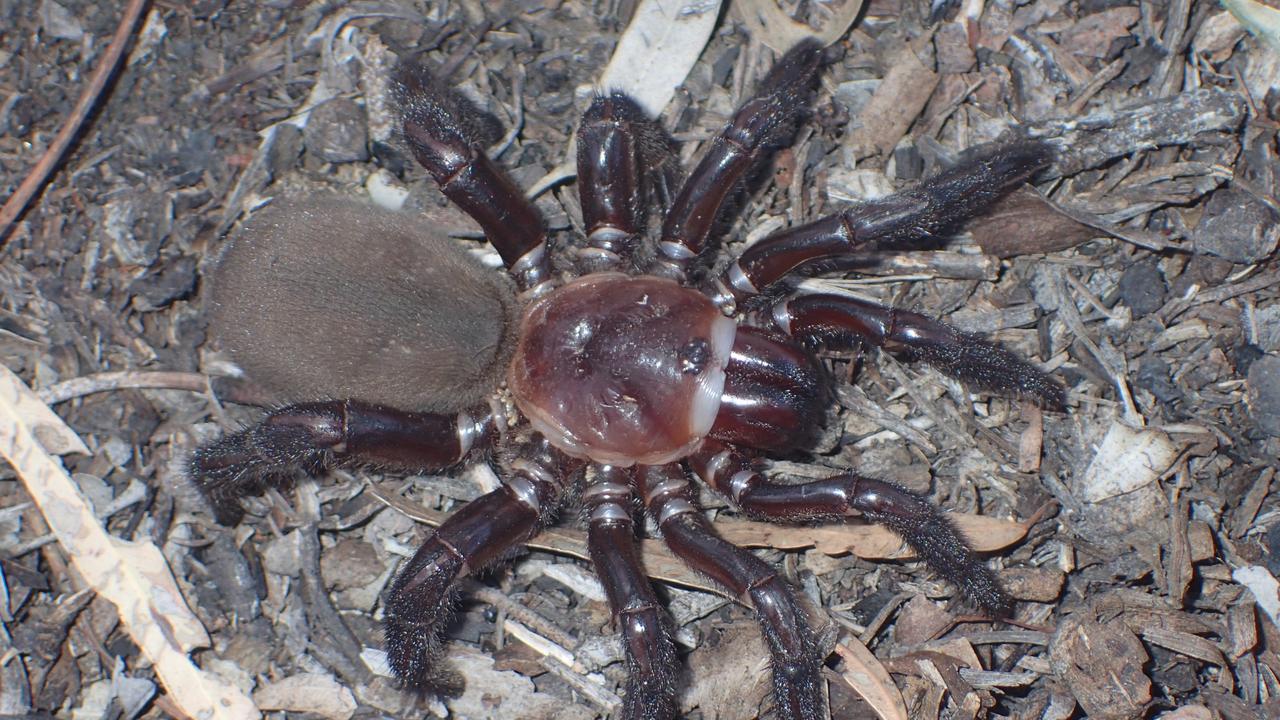 Azonosítottak egy ritka óriáspókot az ausztráliai Queenslandben