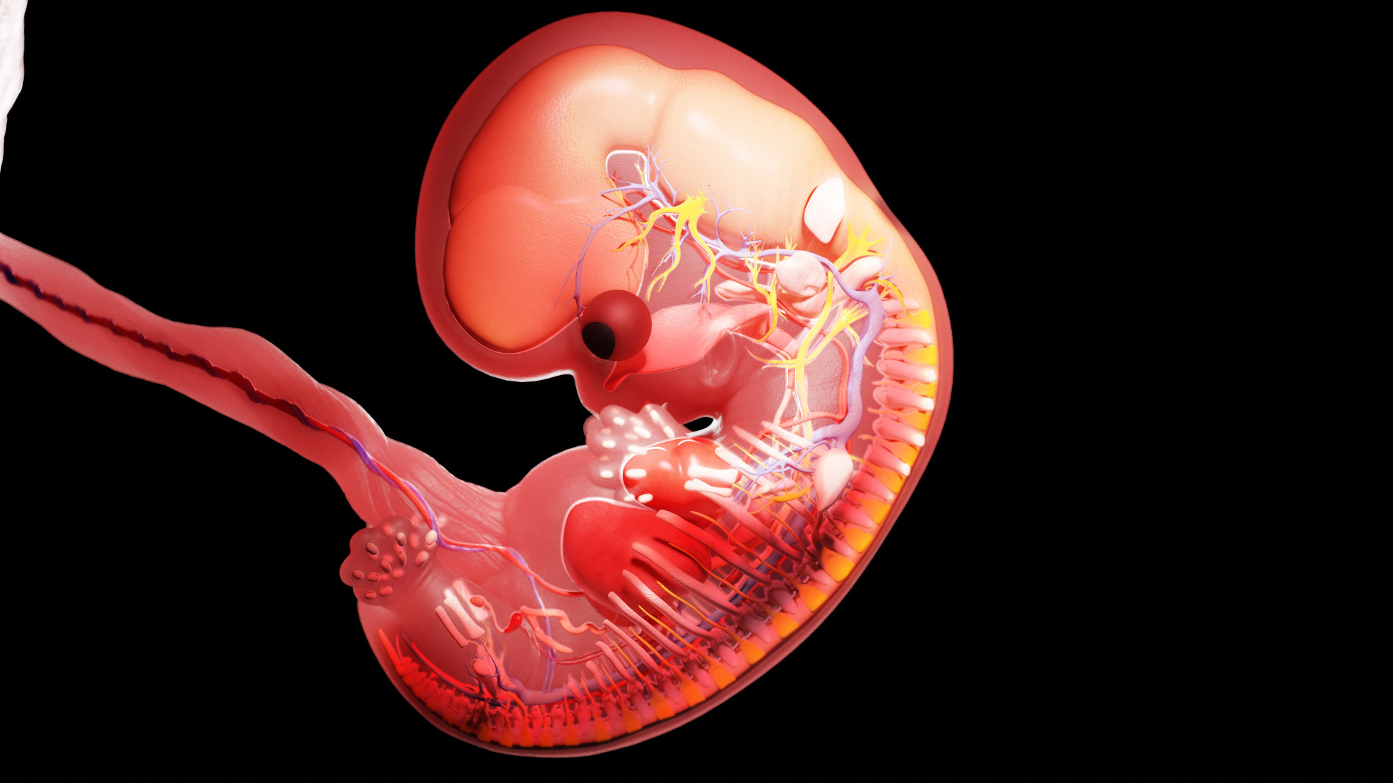 A lassabban fejlődő embriók esetén gyakrabban fordul elő vetélés