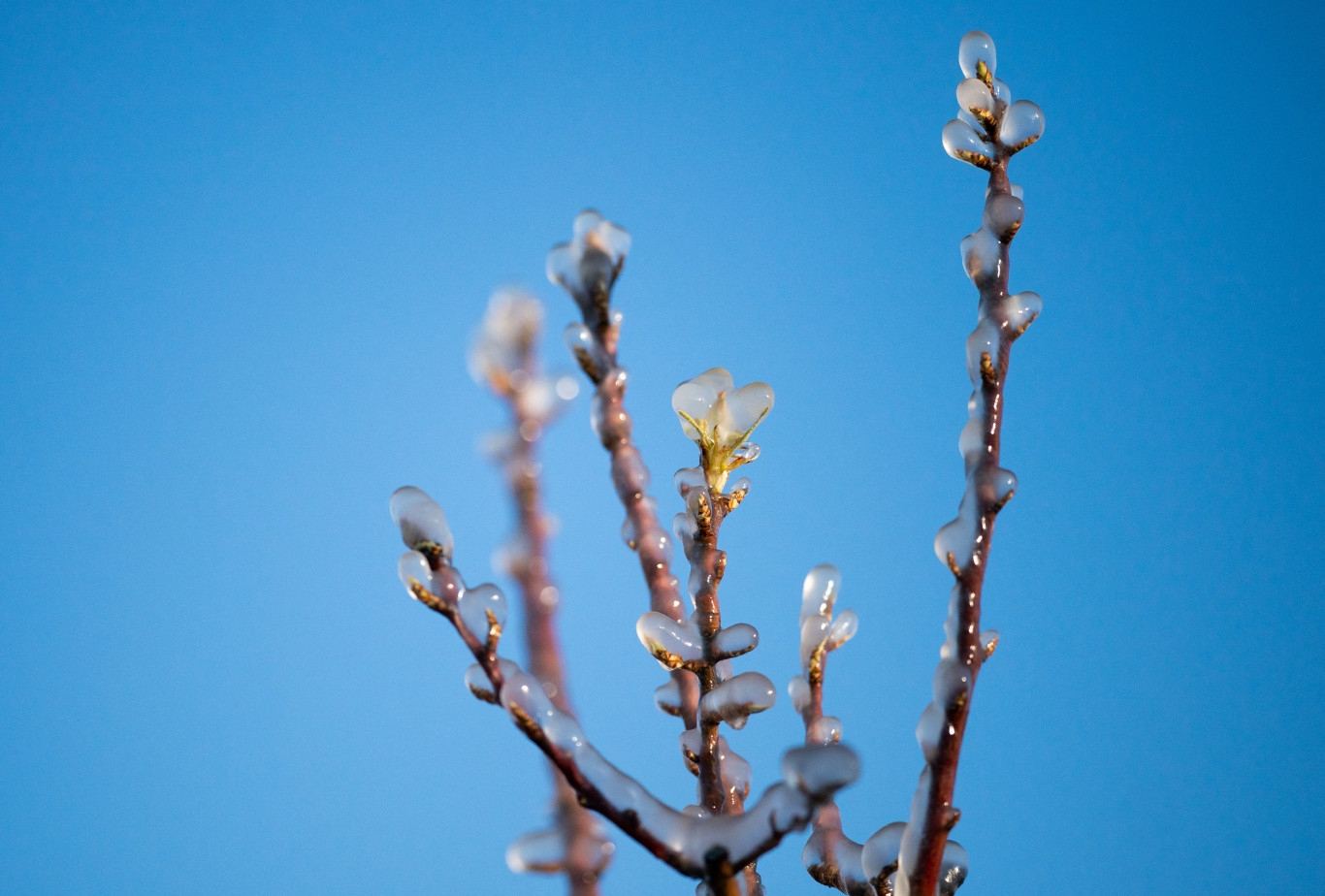 Dermesztő fagy után egy gyors tavasz