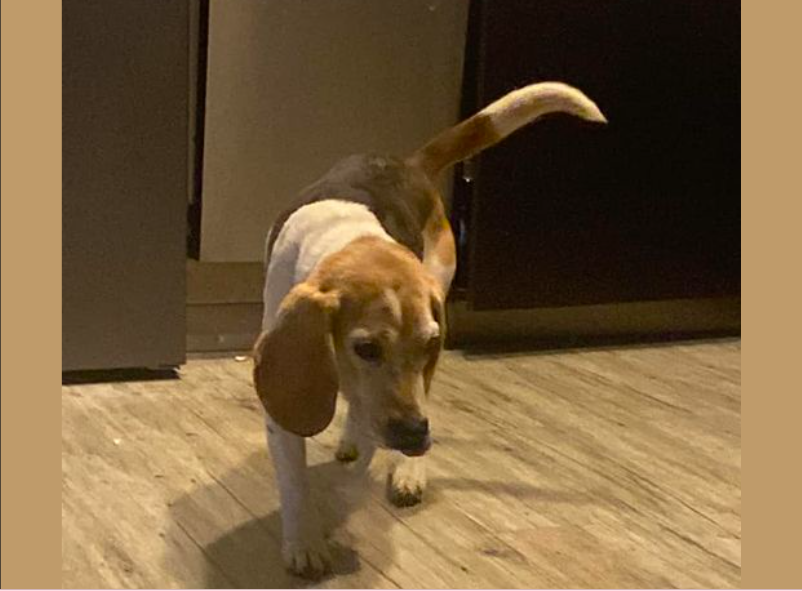 Most találták ezt az aranyos beagle-t a Törökvészi úton, hátha tudod, kié