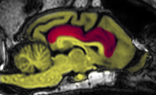 A cinguláris kéreg (piros színnel) az fMRI vizsgálatokra kiképzett Barney nevű golden retriever agyában