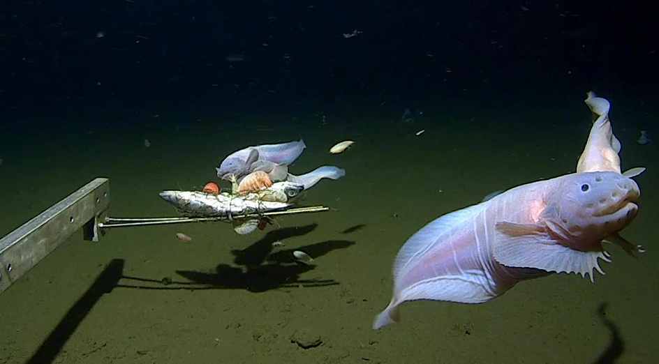 Korábban elképzelhetetlen mélységben találtak bizarr élőlényt Japán partjainál