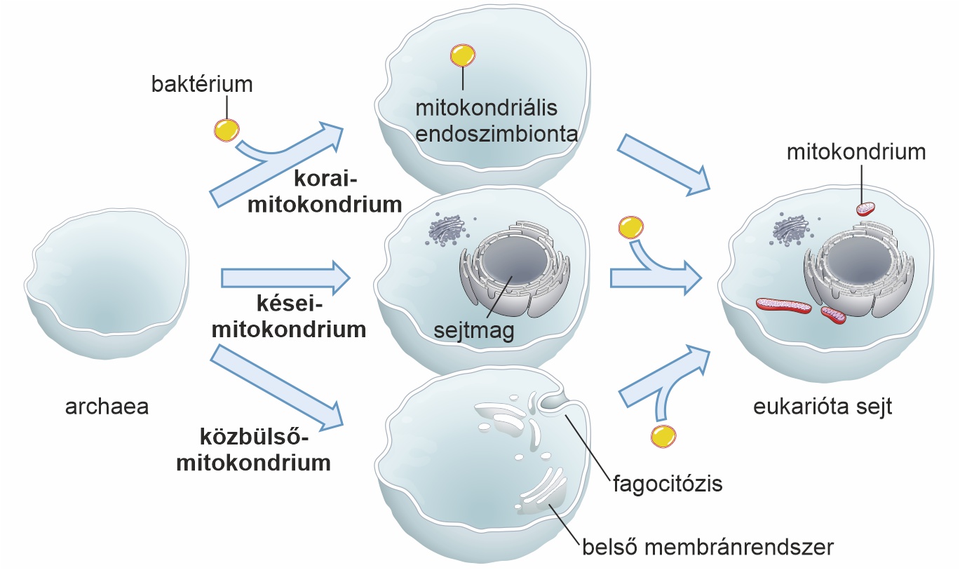 Az eukarióták és a mitokondrium eredetének lehetséges forgatókönyvei