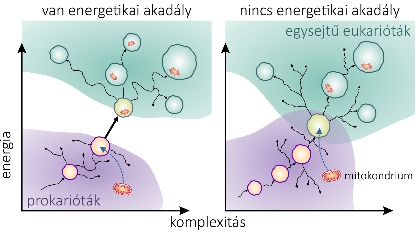 A prokarióták és az eukarióták közötti szakadék. A modern prokarióták és eukarióták között egyértelmű komplexitásbeli szakadék van, de a mögöttes okokat nem ismerjük. Balra: A két domén közötti energetikai gát lehetetlenné teszi a direkt átmeneteket a prokariótáktól az eukariótákig. Talán csak a mitokondrium (piros sejt) volt képes a szükséges energiatöbbletet nyújtani a szakadék áthidalásához. Jobbra: Az alternatív elképzelés szerint nincs energetikai akadály, és a két komplexitási tartomány tulajdonképpen átfed egymással. A új, adaptív tulajdonságok fokozatos fejlődése lehetővé tehette az archaea gazda eukarióta tartományba való folyamatos áthaladást, és a mitokondrium csak később jelent meg. Forrás: (Zachar 2022) .