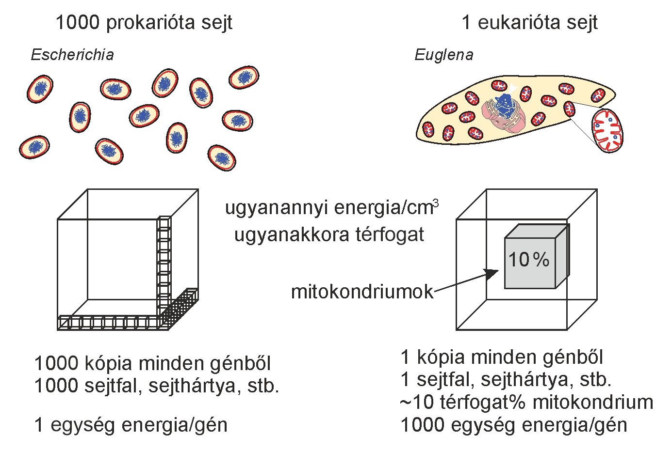 A prokarióták és eukarióták közötti felépítésbeli és energetikai különbség. Ugyanakkora térfogatban ugyanannyi energiát tud megtermelni egyetlen eukarióta sejt, mint sok prokarióta. A különbség egyrészt a nem-energiatermelésre fordított térfogatokban (az eukarióta sejt 90 százaléka felhasználható másra), valamint a membránok szerepében van (az eukarióta membrán mentesül az energiatermelési szükségletek alól). Továbbá az eukarióta sejt könnyen tudja növelni a méretével az energiatermelési kapacitását, amire a prokarióta sejt egy ponton túl nem képes. Eredeti forrás: (Lane and Martin 2010, Martin 2017) .