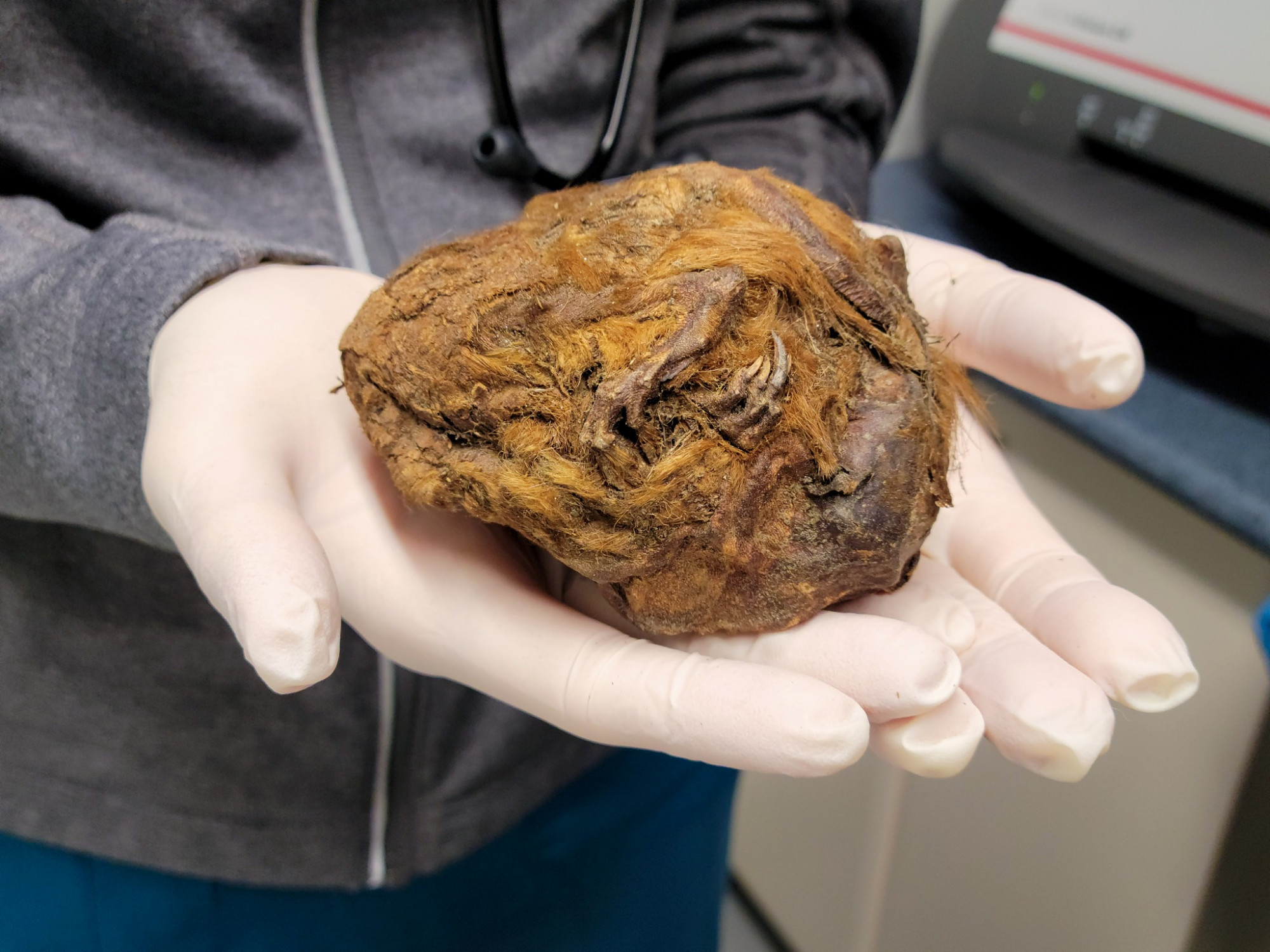 Kiderült, mit rejt az a 30 ezer éve befagyott szőrgolyó, amire yukoni aranybányászok bukkantak rá