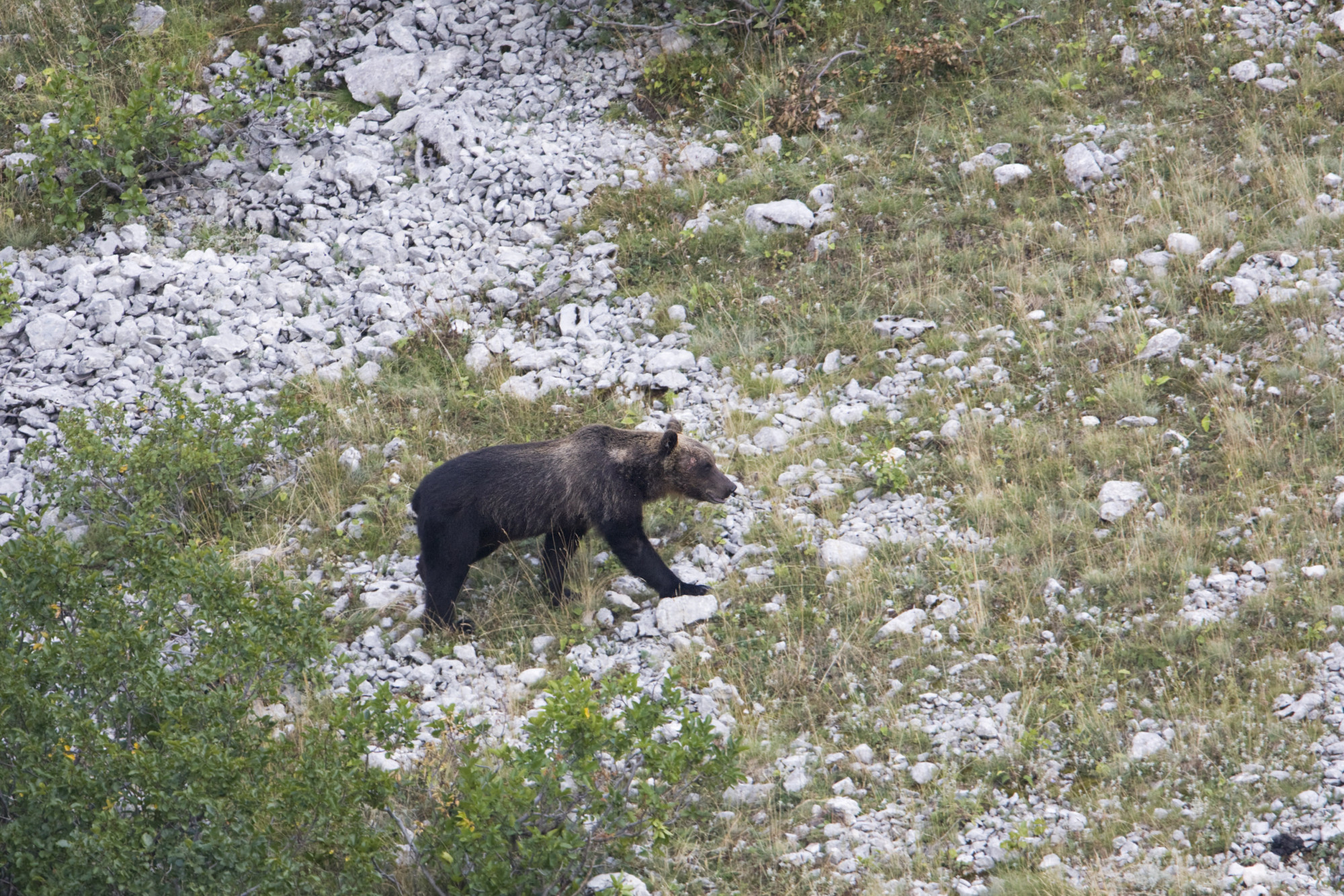 Hajtóvadászat indul egy kocogót szétmarcangoló medve után Észak-Olaszországban