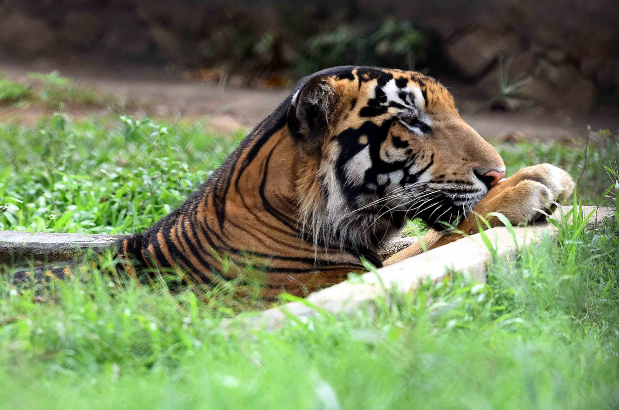 Megduplázódott a tigrisek száma 2006 óta Indiában