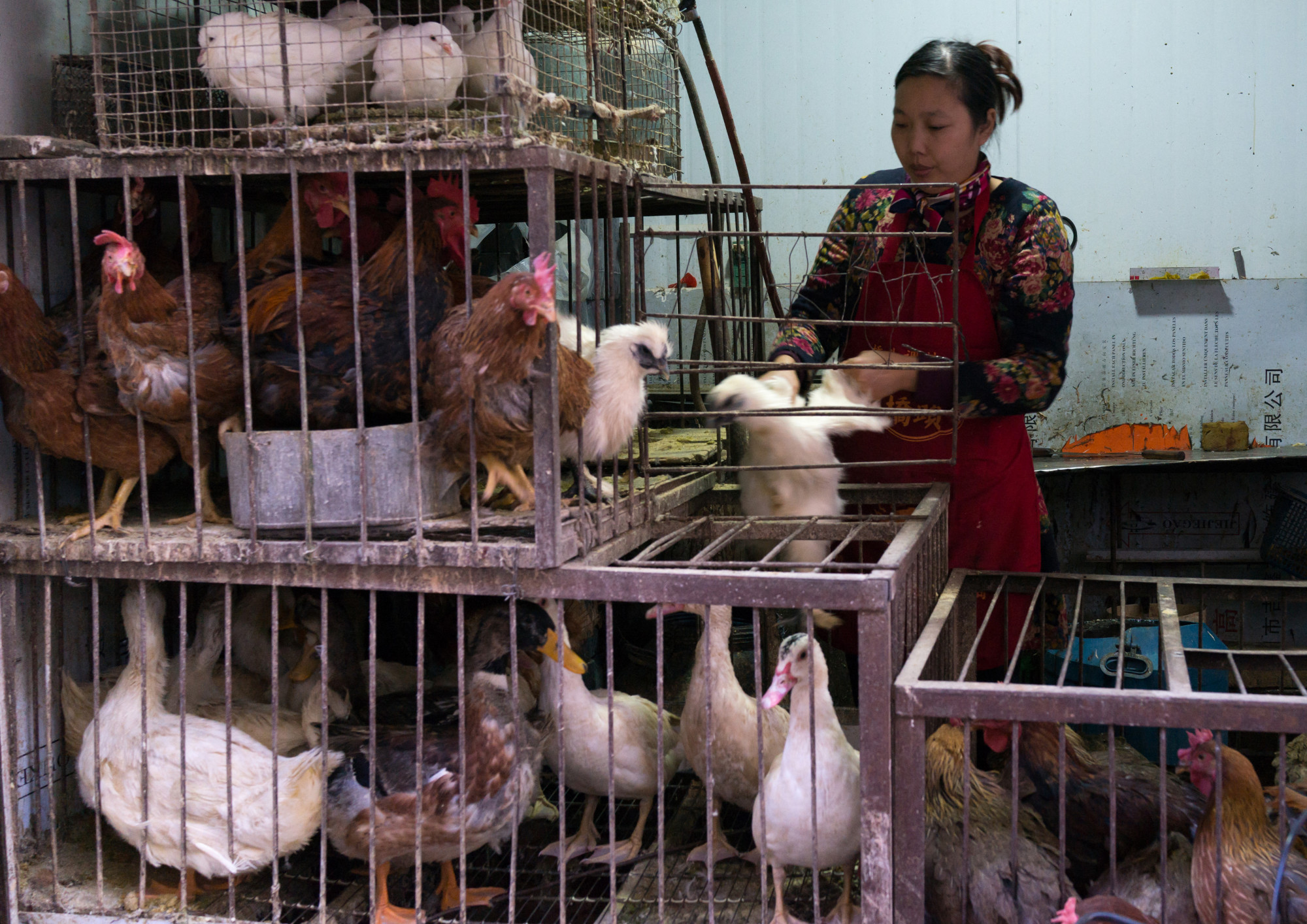 Elkapta a madárinfluenzát és belehalt egy kínai nő