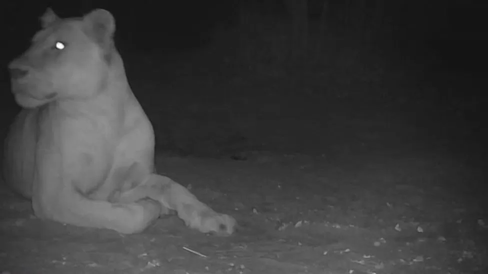 Kihaltnak vélt oroszlánt fotóztak az afrikai Csád területén