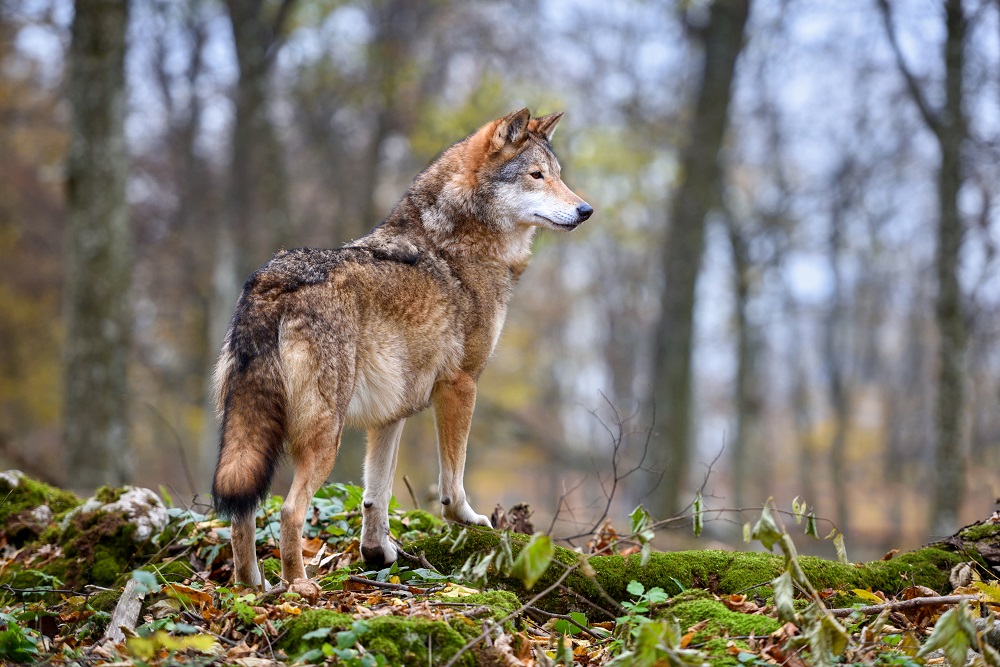 A gímszarvas lehet a szürke farkas legkedveltebb tápláléka