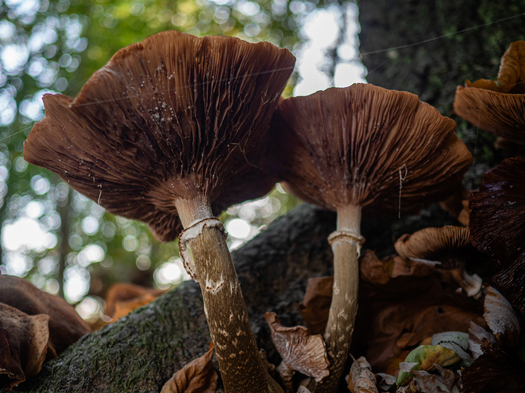 Az erdei esőzések után a gombák többet beszélgethetnek egymással