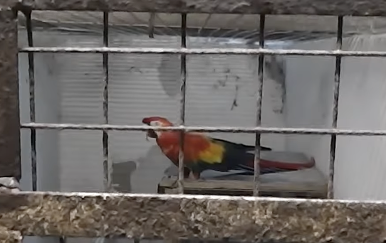 Megszállottan, hobbiból gyűjtött védett madarakat egy gyulai férfi, természetkárosításért ítélhetik el