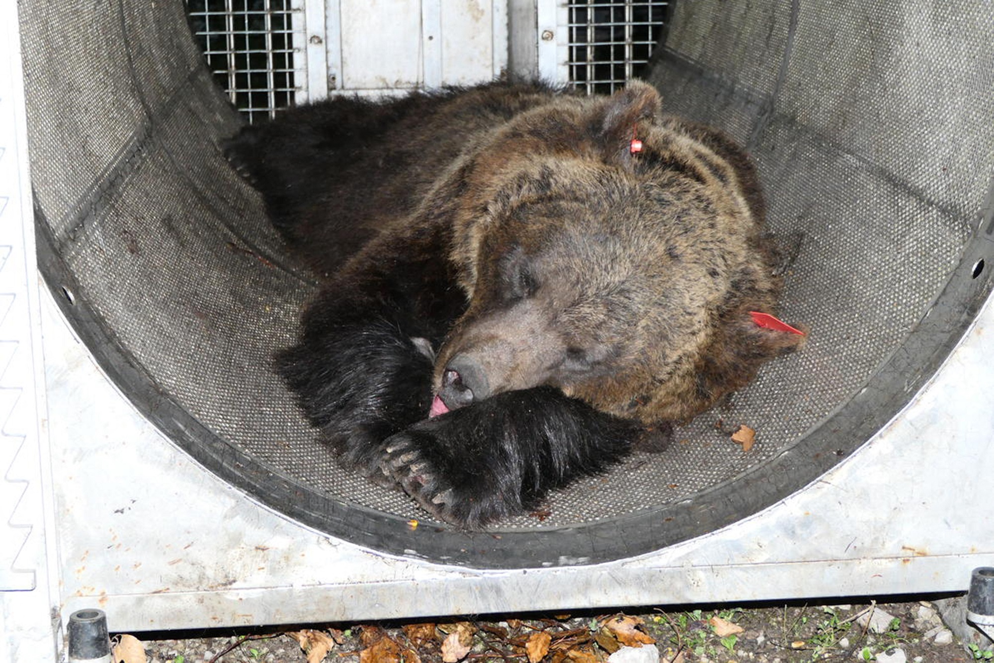 Állatvédők szerint nem is JJ4, hanem egy másik medve végezhetett a trentinói futóval