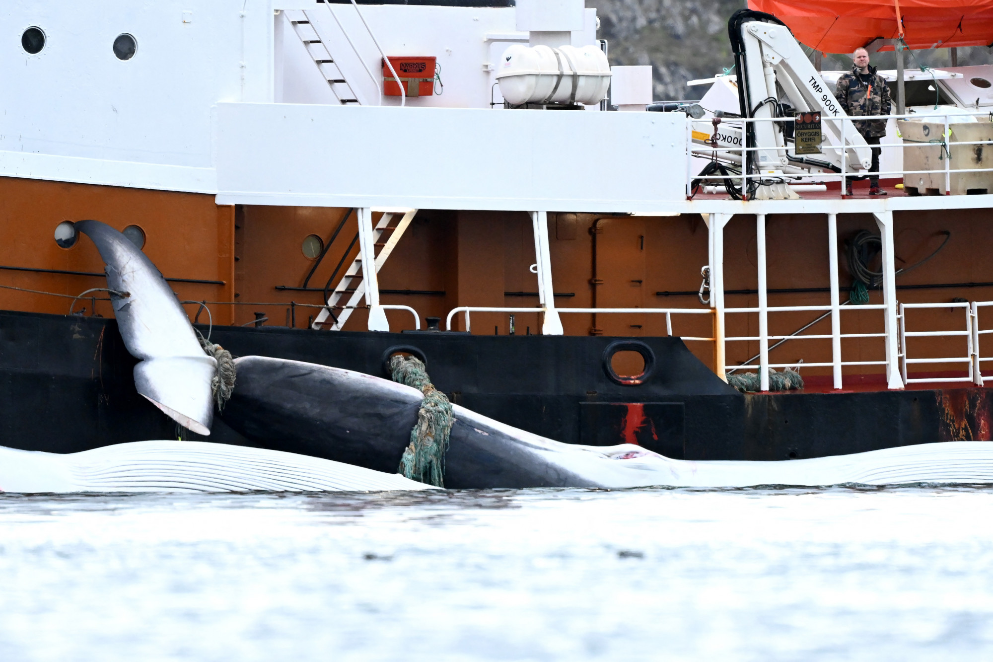 Túl sokáig haldokolnak az Izlandon elejtett bálnák