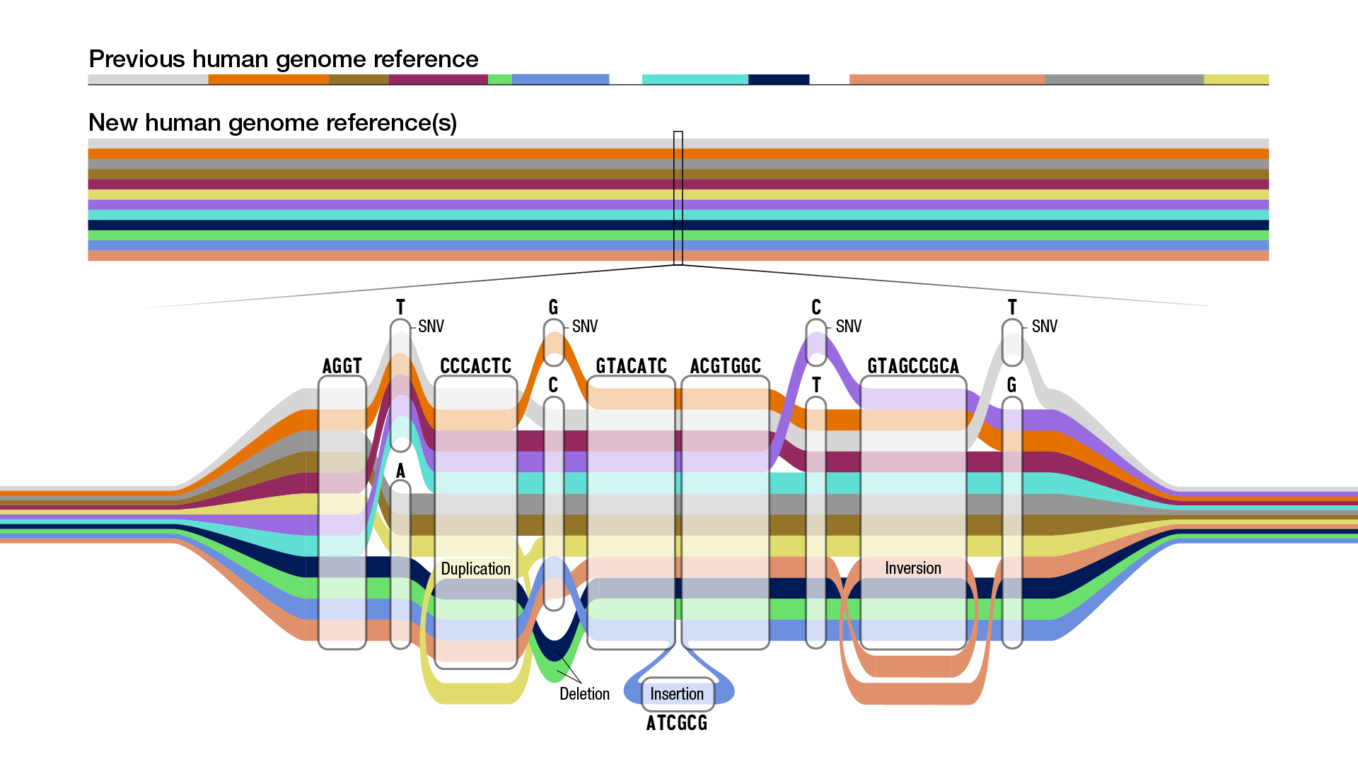 Az eddigi referencia genom (fent) a pángenommal (lent) összehasonlításban