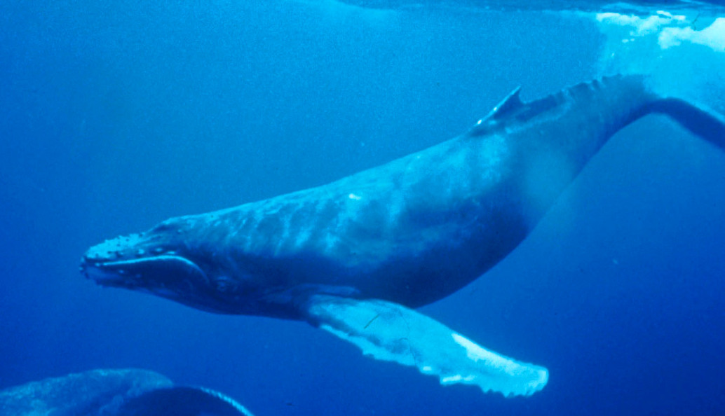 Megfejtették a bálnaének titkát: az állatok speciális gégéje a kulcs