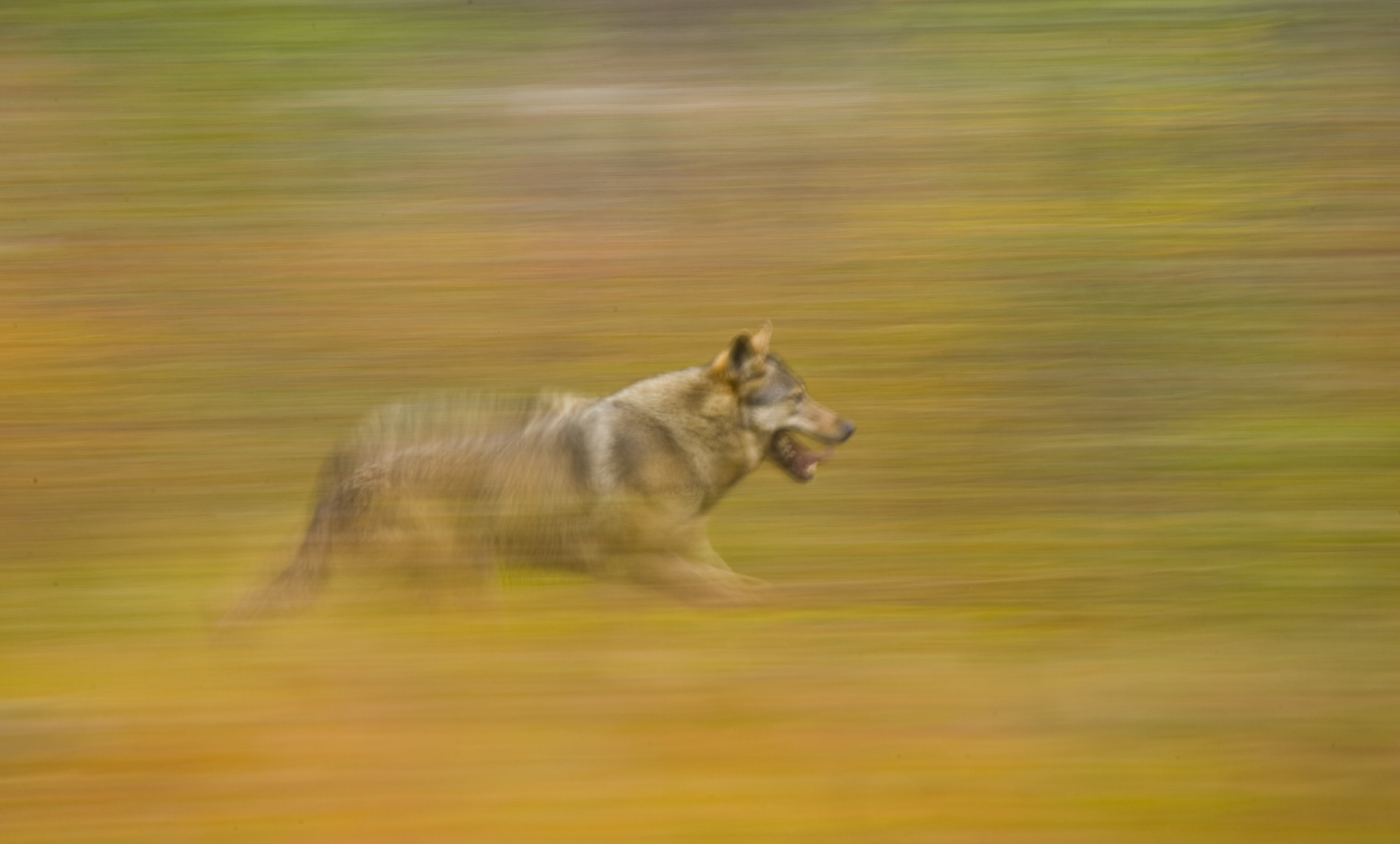 Lappföldön futó farkas