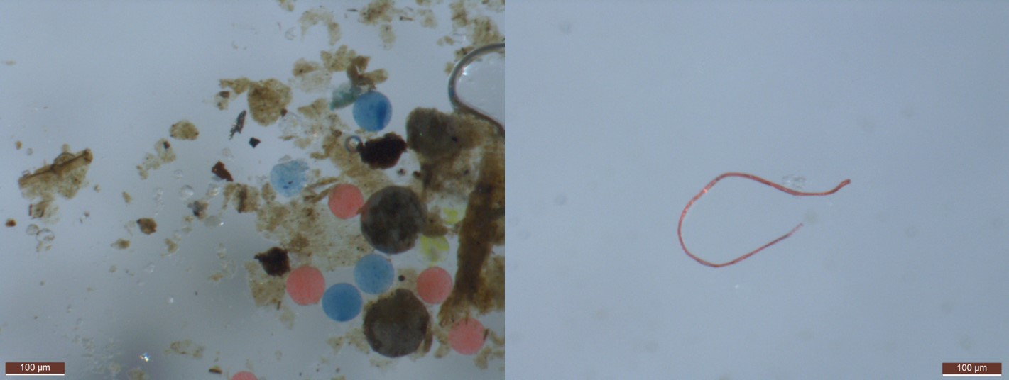 Különböző típusú mikroműanyagok mikroszkópos felvételeken, áteső fényű detektorban
